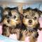 Cachorros yorkie para los hogares - Foto 1