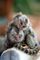 Capuchino adorable y tití pigmeo