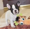 Cuccioli di bulldog francese