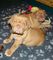 Dogue de bordeaux pup