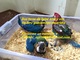 Dos azul y oro guacamayo / escarlata loros bebés - Foto 1