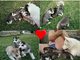 Excelente camada de husky siberiano
