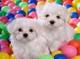 Extraordinarios cachorros de bichon maltes - Foto 1