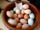 Fértiles loro huevos sanos - Foto 1