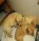 Gra cachorros Golden Retriever - Foto 1