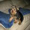 Gra cachorros yorkshire terrier mini toy