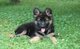 Kennel Club registrados cachorros de pastor alemán - Foto 1