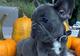 Los cachorros de calidad superior pedigrí azul Generación Bulldog - Foto 1