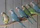 Monk parakeet (quaker perico), en busca de nuevos hogares