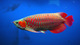 Peces de agua dulce para la venta