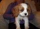 Pedigrí completo cavalier king charles spaniel