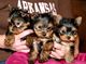 Regalo cachorros de yorkshire terrier macho y hembra minis toys - Foto 1