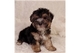 Tipo miniatura yorkshire terrier pedigree cachorros listo para ir