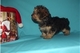 Tipo Miniatura Yorkshire Terrier Pedigree Cachorros listo para ir - Foto 1