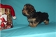 Tipo miniatura yorkshire terrier pedigree cachorros listo para ir