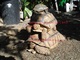 Tortugas sulcata en venta (€ 450 cada uno)