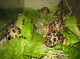 Tortugas y huevos fértiles disponibles - Foto 1