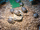 Tortugas y huevos fértiles disponibles - Foto 2