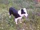 Vendo camada de border collie