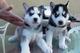 12 semanas cachorros husky disponibles - Foto 1
