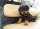 12 semanas de edad Rottweiler perra para venta - Foto 1