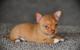 Adorable Tiny Chihuahua perritos - Foto 1