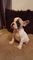 Bulldog frances , vaquitas , haz tu reserv - Foto 1