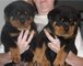 Cachorros de Rottweiler macho y hembra para amantes de las mascot - Foto 1