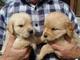 Cachorros Golden Retriever en venta - Foto 1