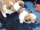 Cachorros shih tzu