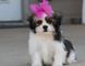 Hermosa Shih Tzu tengo 4 cachorros en venta - Foto 1