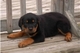 Hermoso Rottweiler femenino - Foto 1