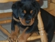 Impresionante kc reg grande del perrito de rottweiler listoya