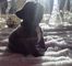 Impresionante Negro cachorro de Bulldog francés - Foto 1