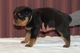 Impresionantes cachorros de rottweiler pedigree