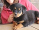 Las crías hembra Rottweiler ListoYa - Foto 1