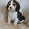 Los cachorros Beagle hermosas para la venta - Foto 1