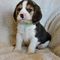 Los cachorros beagle hermosas para la venta