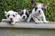 Los cachorros bulldog francés - Foto 1