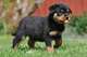 Los cachorros de rottweiler para la venta