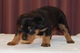 Los cachorros de rottweiler pedigree