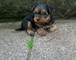 Los cachorros de yorkshire terrier