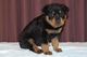 Los cachorros rottweiler - Foto 1