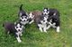 Los cachorros Siberian Husky con ojos azules - Foto 1