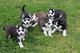 Los cachorros siberian husky con ojos azules