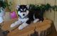 Los cachorros Siberian Husky hermosas para la venta - Foto 1
