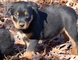 Perro rottweiler 12 semanas de edad