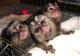 Podemos tener bien entrenado monos tití y monos capuchinos para - Foto 1
