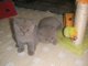 Raza British Shorthair gatito Regalo - Foto 1