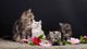 Regalo Bellos gatitos Maine Coon - Foto 1